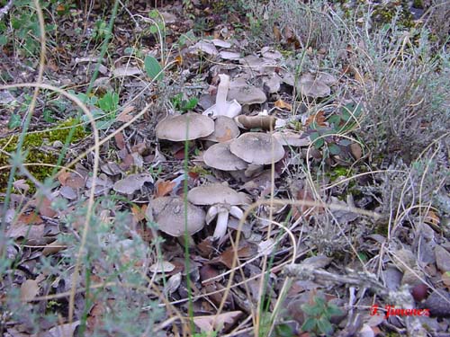 Tricholoma scalpturatum